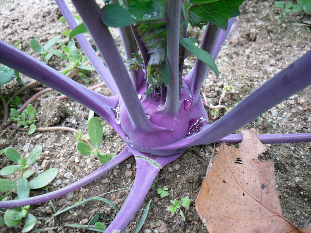 2009년의 농사 마무리