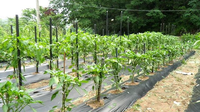 2011년 6월의 농사일지