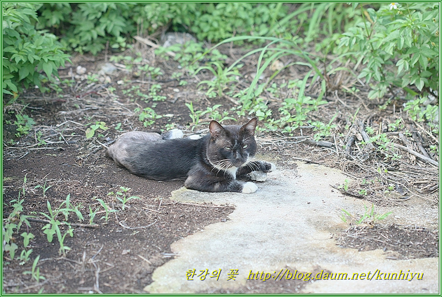야생고양이(들고양이)-한강의 꽃