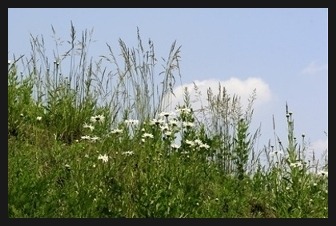 코스옆 불두화 꽃수레 산들국화 단풍/ 수업에서 연습 ,,,