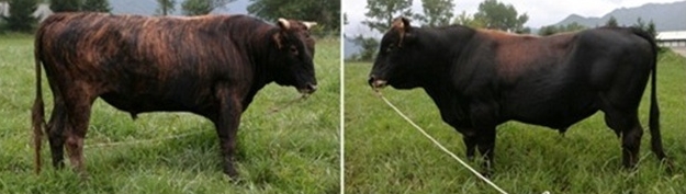 ダブルクリックをなさればイメージを修正することができます