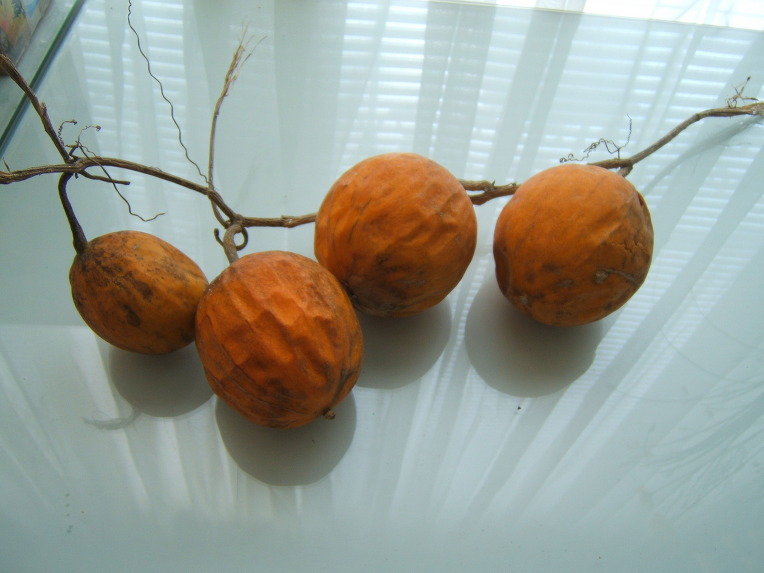 하늘타리 씨앗 나눔