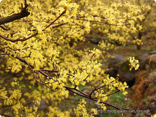 놓치기 아까운 종류별 봄 꽃 여행지 