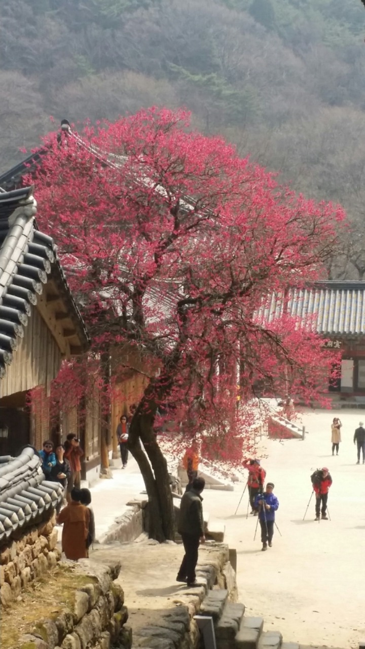 구래 화엄사 흑매화/월하님