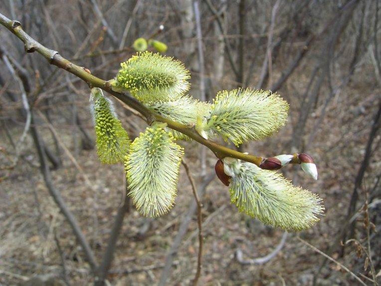 2155873F56ED9F5C1CC528