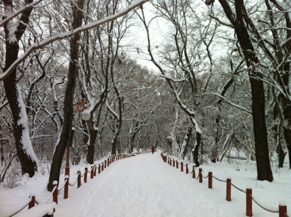 해바라기 노래모음