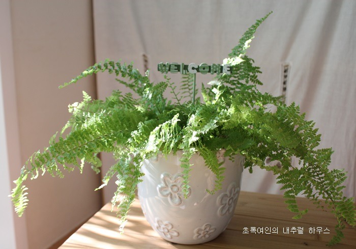오블리 이미지