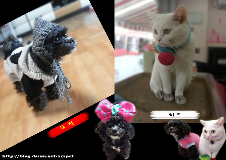 [대전애견미용] ♣대전애견미용♣/대전 애견미용 잘하는곳/대전애견호텔/대전서구애견미용/대전강아지미용/♣애견 가위컷 전문♣ 