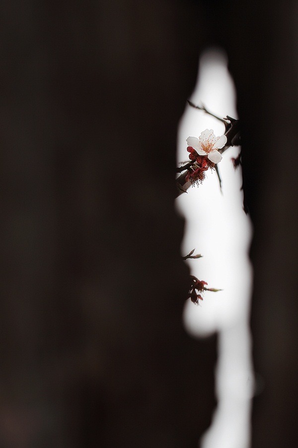 烏山梅(오산매)