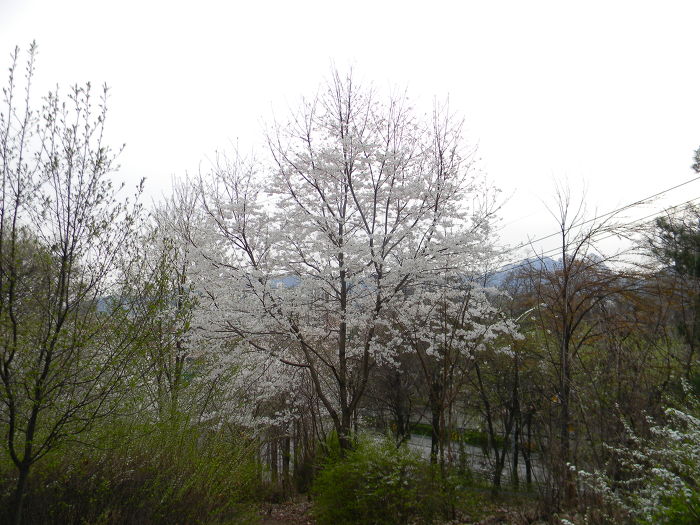 초안산 창1동, 창3동 구역 (박묵선의 밀양박씨 묘역)