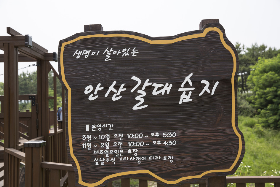 산책하기 좋은 안산습지생태공원 / 안산둘레길, 갈대습지길