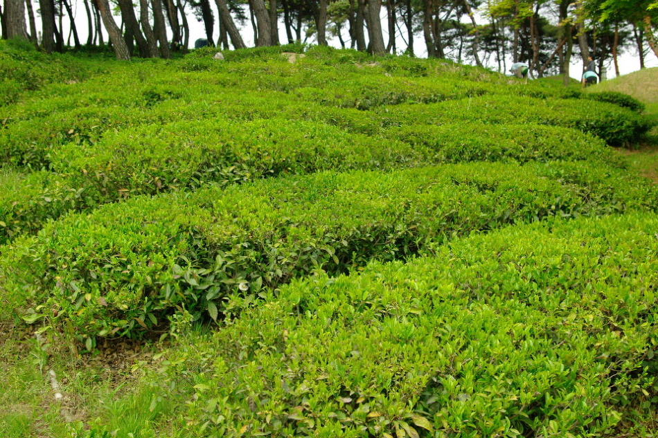 차(茶)나무, 녹차(綠茶)나무,  차(茶)의 원산지, 학명, 차나무의 종류,특징.효능