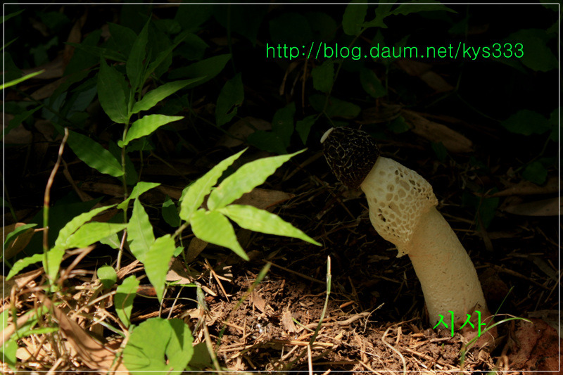 흰망태버섯...2014년 7월.