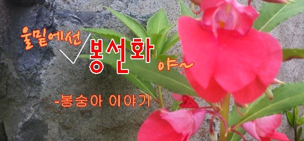 봉선화 이미지