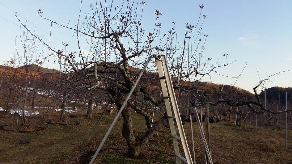 동절기 과원 퇴비시비,전지(전정) 전 그리고 전지가 끝난 사진