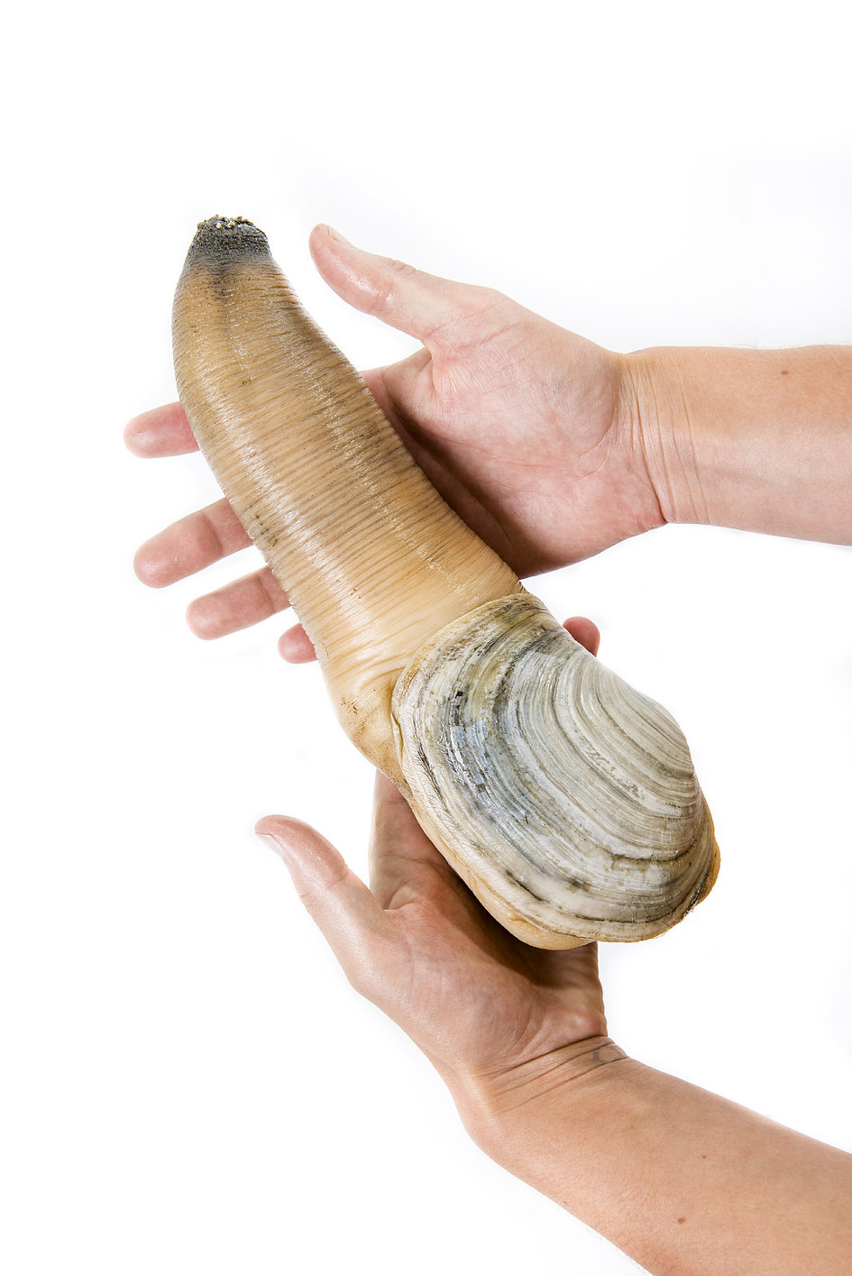  Geoduck 