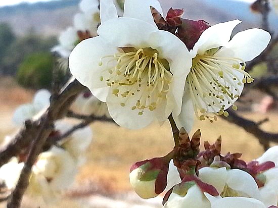 “거의 그리스도인”