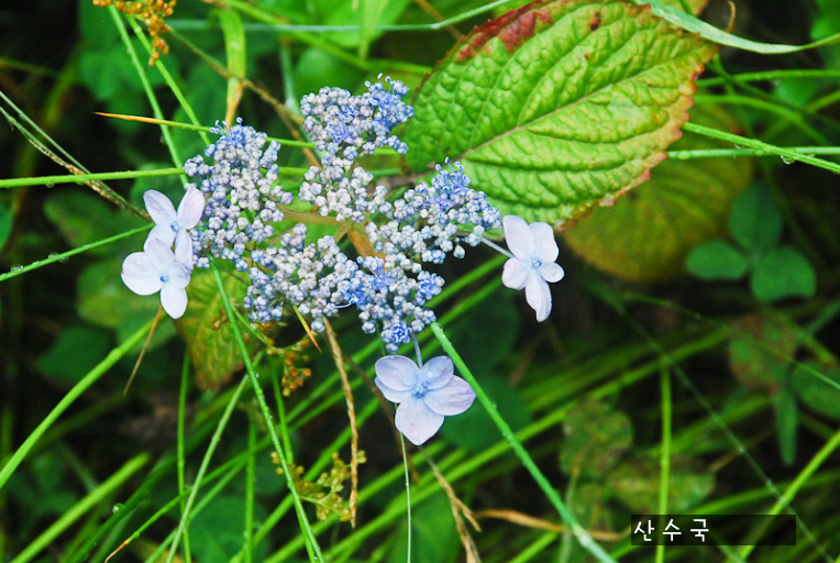 야생화