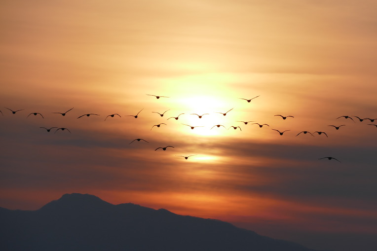 9903843A5DF4F5052E4DB4