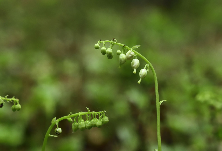 호노루발 콩팥노루발 새끼노루발 