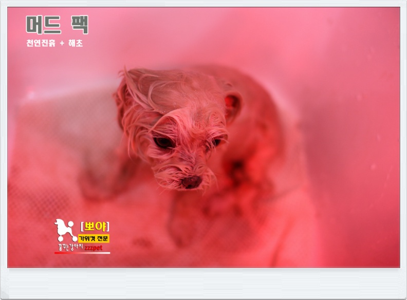 대전 강아지 머드팩 / 애견미용 / 허브팩마사지, 애견미용잘하는곳!