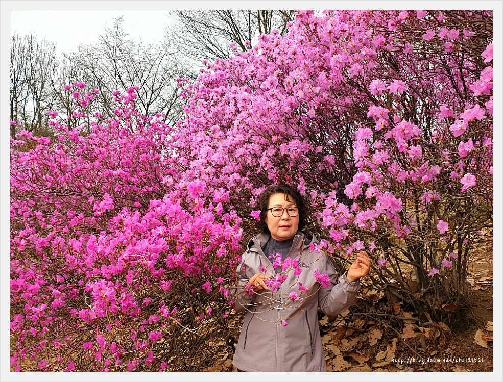 부천 원미산 진달래축제를 가다 ^^
