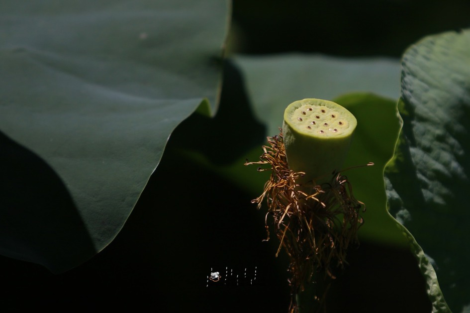 김제 가볼만한 곳. 김제 하소백련축제 미리 다녀왔어요.