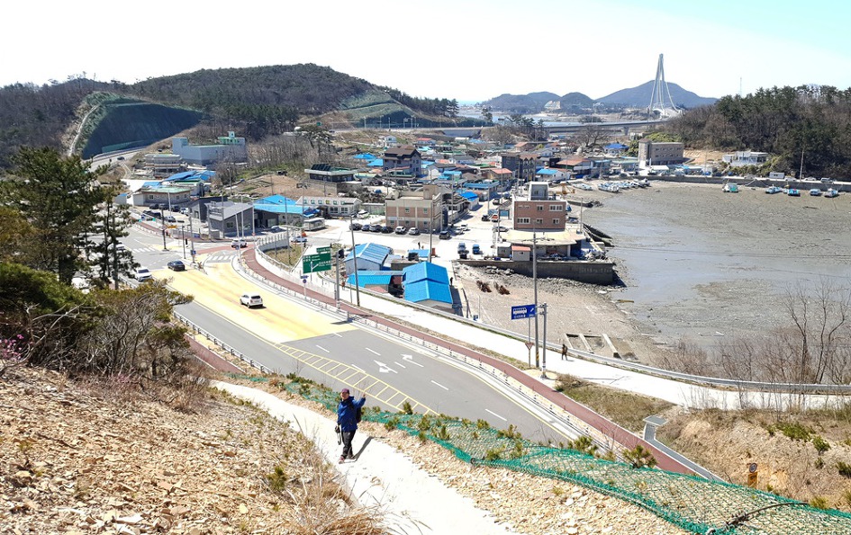 [군산] 신시도 앞산 산자고/산자고 꽃밭에서 놀다