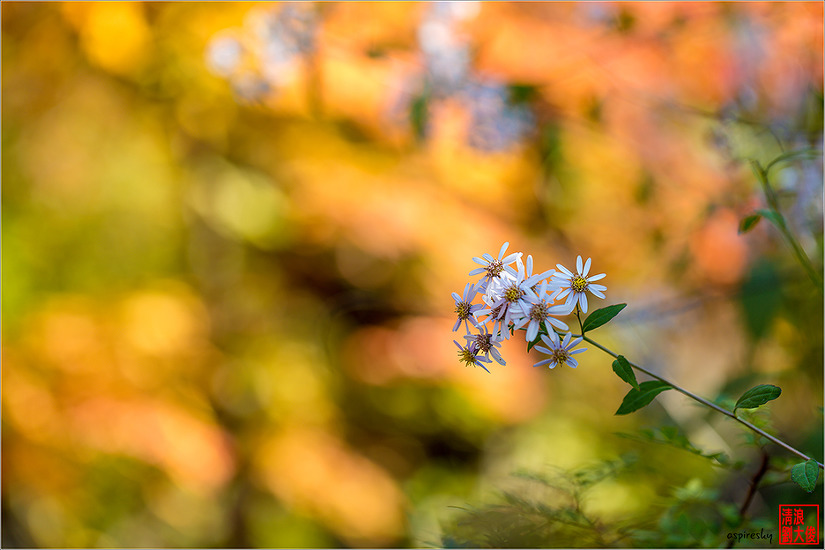 까실쑥부쟁이 外(2018.10.13 삼각산 산길에서)