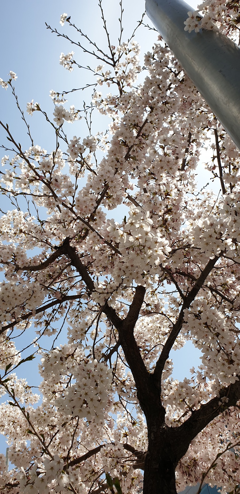 천안 봉서산 구름다리