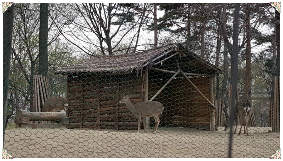 봄 나들이 다녀오다..[응봉산과 서울숲]