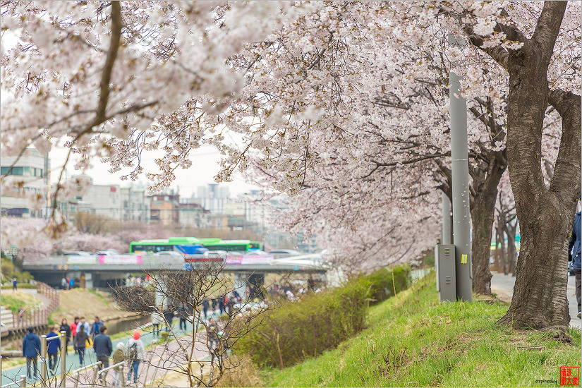 불광천 벚꽃축제 (2019.04.5~6)