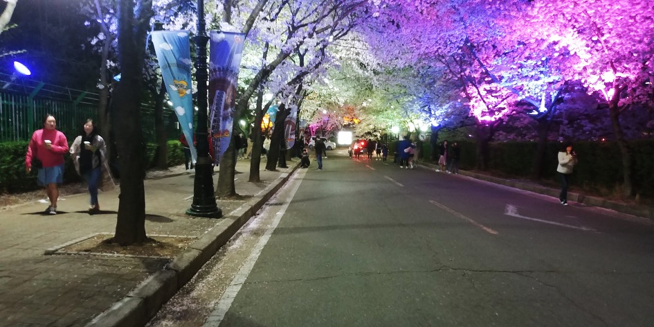 대구 이월드 별빛벚꽃축제 야경