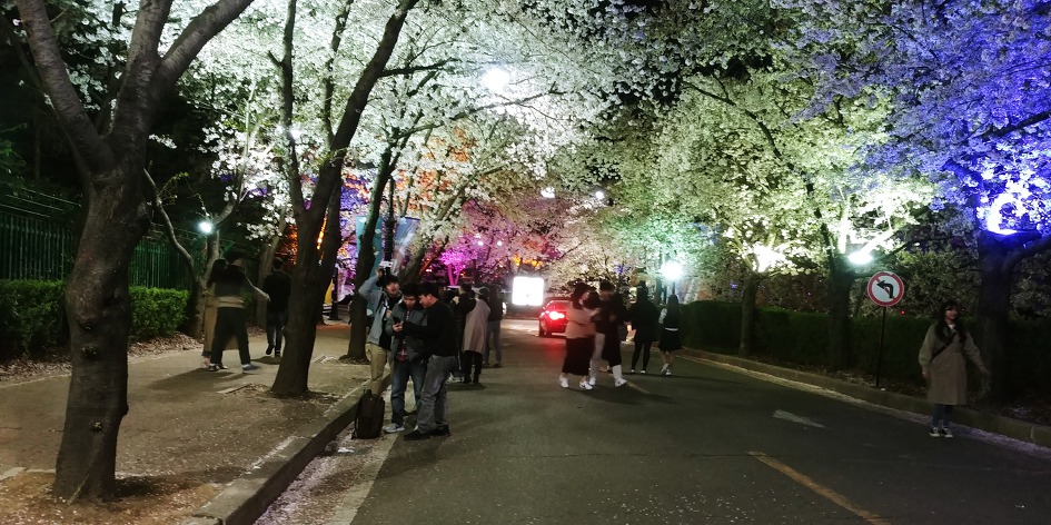 대구 이월드 별빛벚꽃축제 야경