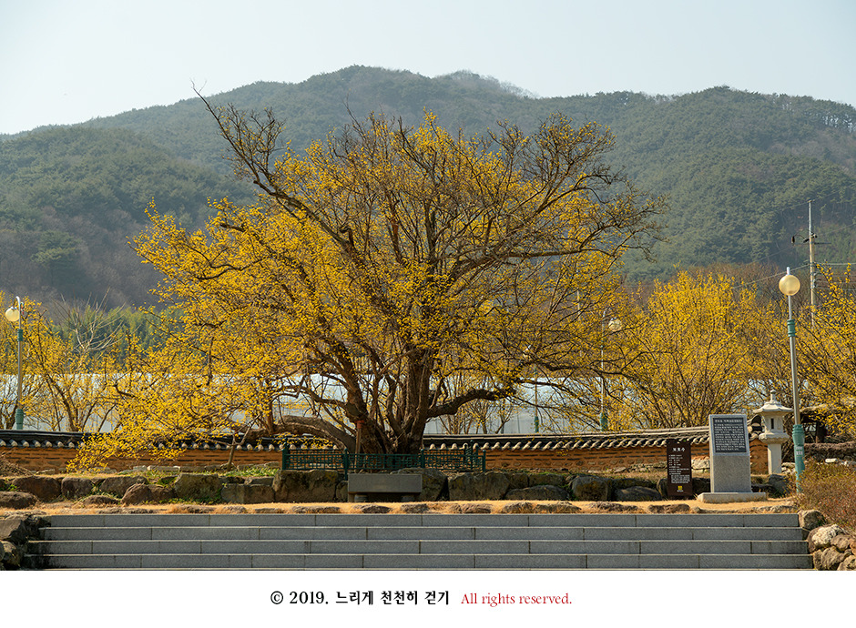 구례 현천마을의 노란 봄빛과 천년의 나무 계척마을 산수유시목지