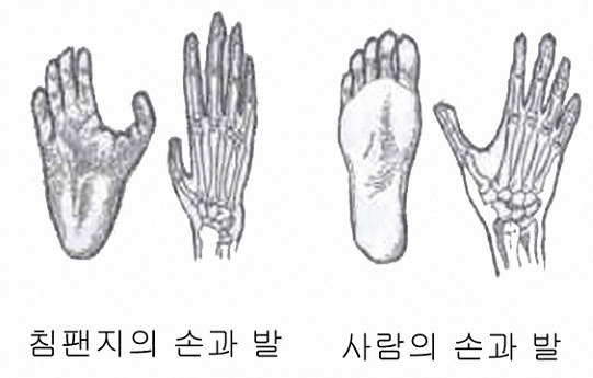 인간과 침팬지의 손과 발 