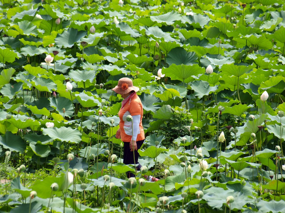 철마 연꽃공원 다녀오다
