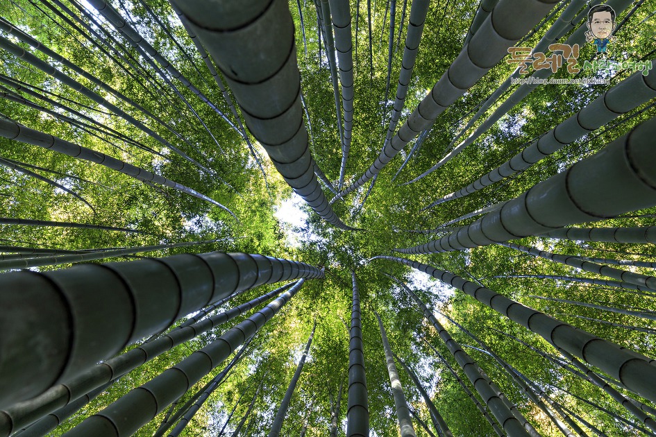 대나무 밭에서 대나무 촬영