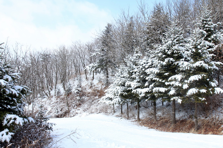 * 평창 선자령 설경 산행기