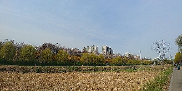 [서울] 양재천 벚꽃축제~ & 양재천 산책로 !!!