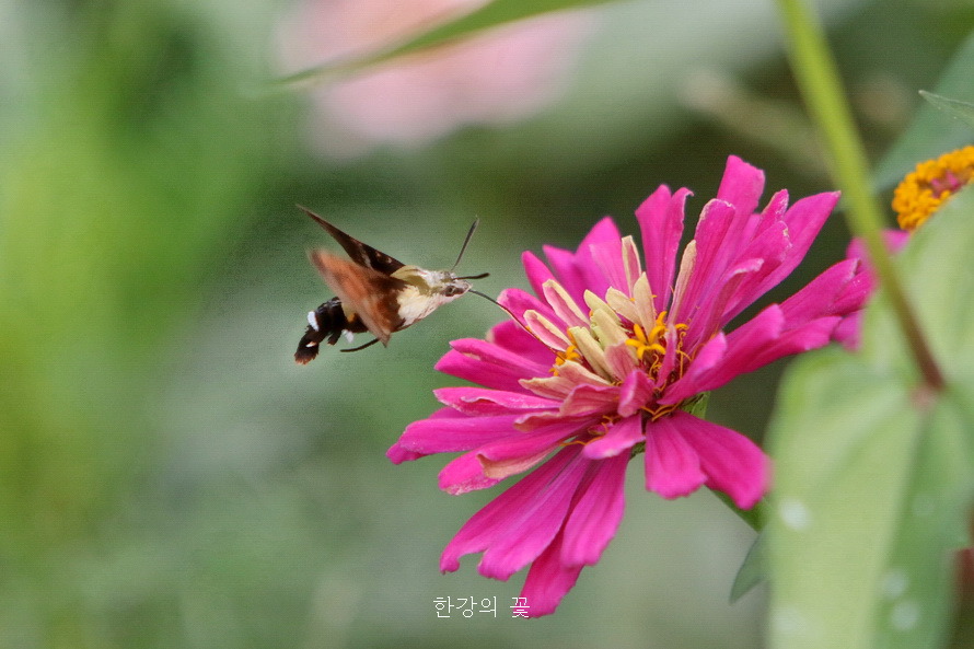 검은꼬리박각시