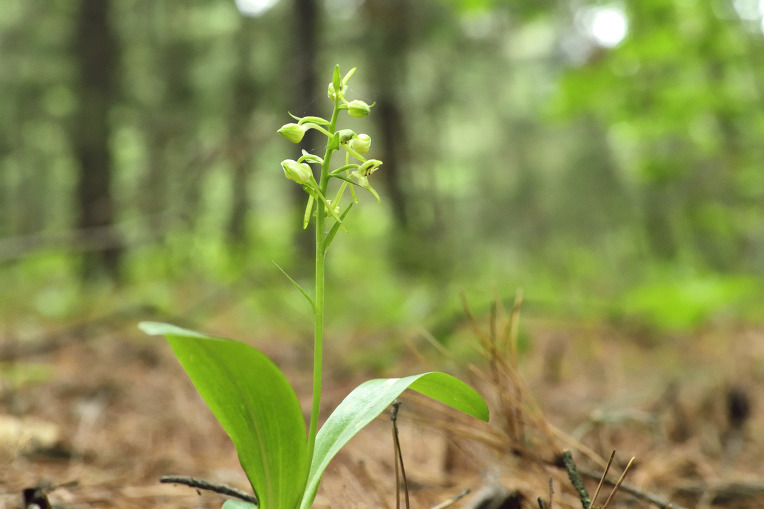 호노루발 콩팥노루발 새끼노루발 