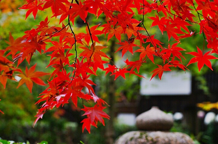 99C651345D9EF5D8129332