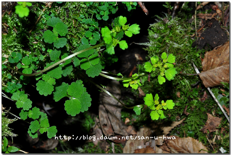 Chrysosplenium pilosum var. valdepilosum Ohwi (미기록종) 추정