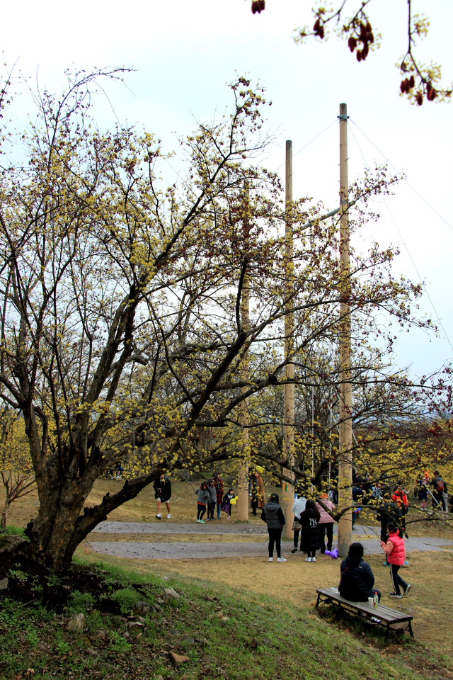 이천 원적산 산수유 산행 (2019.3.31)