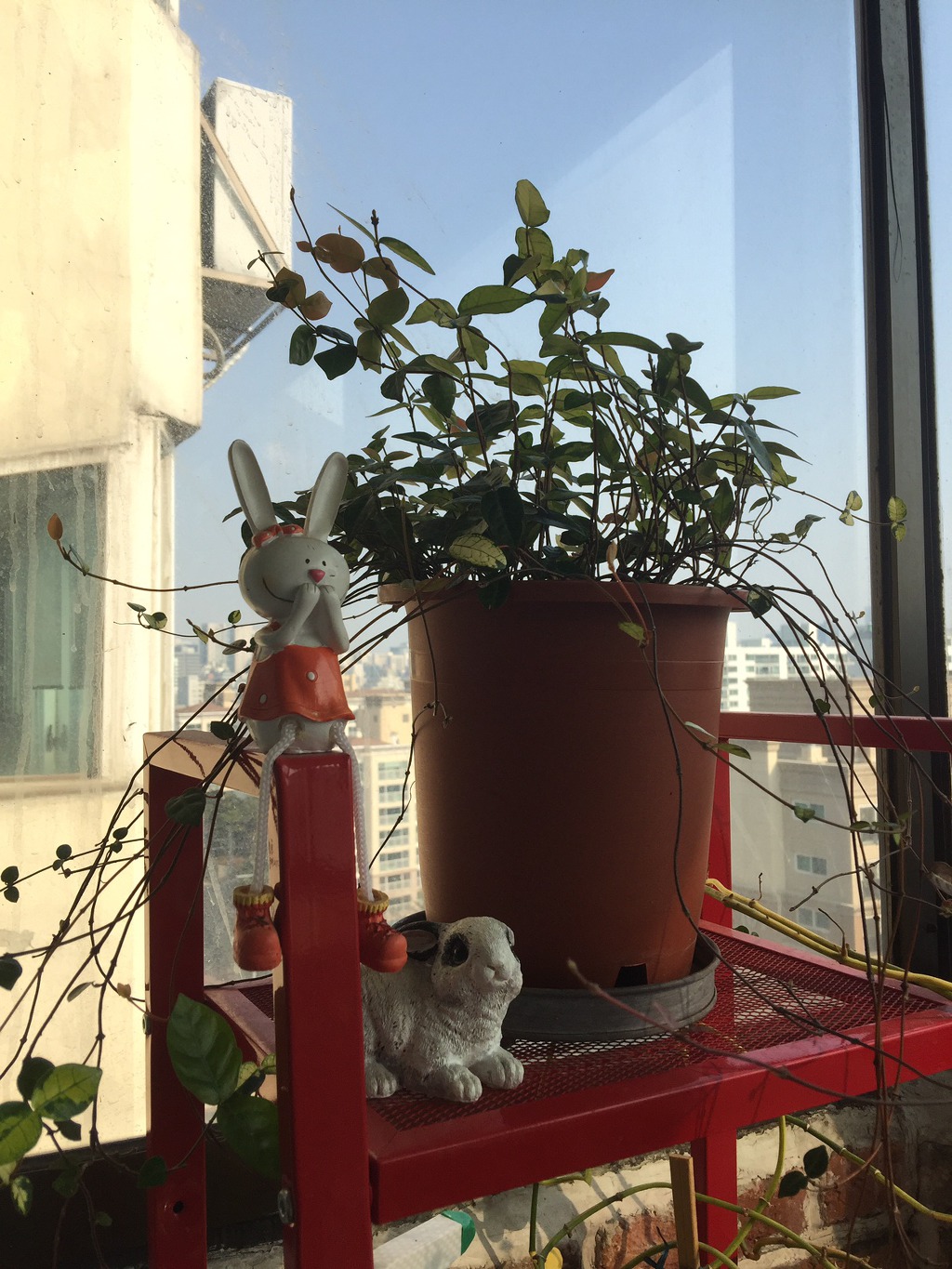 하트와 우리 집 화초들