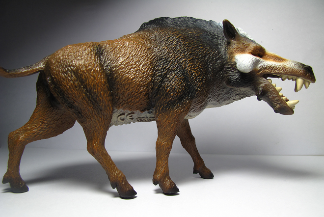 collecta daeodon