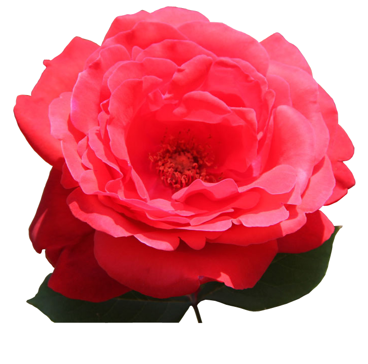 싸이트 이미지